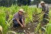 San Juan Comalapa: agricultores enfrentan escasez de agua